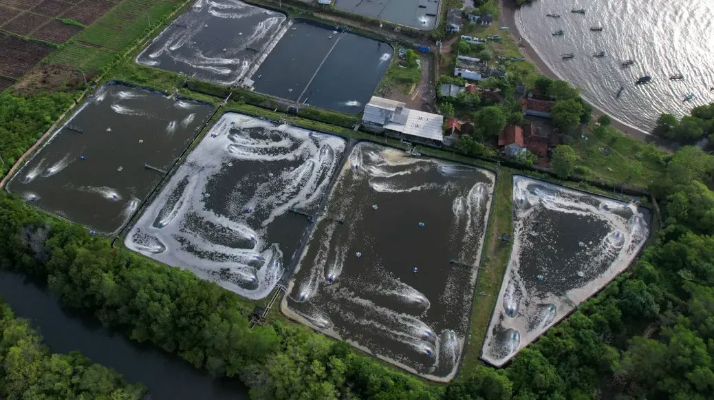Aerial view of shrimp ponds surrounded by green coastal vegetation.